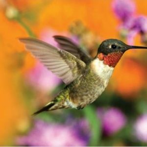 Meet your Posher, Rosalva